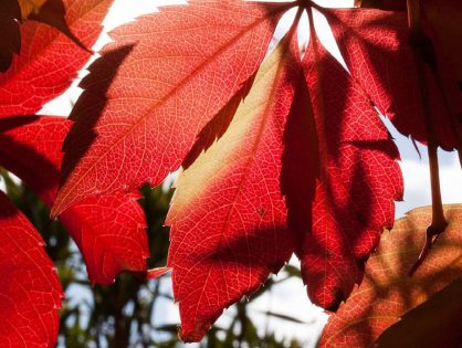 Herbstfarbe Bordeaux - Trendfarbe 2017