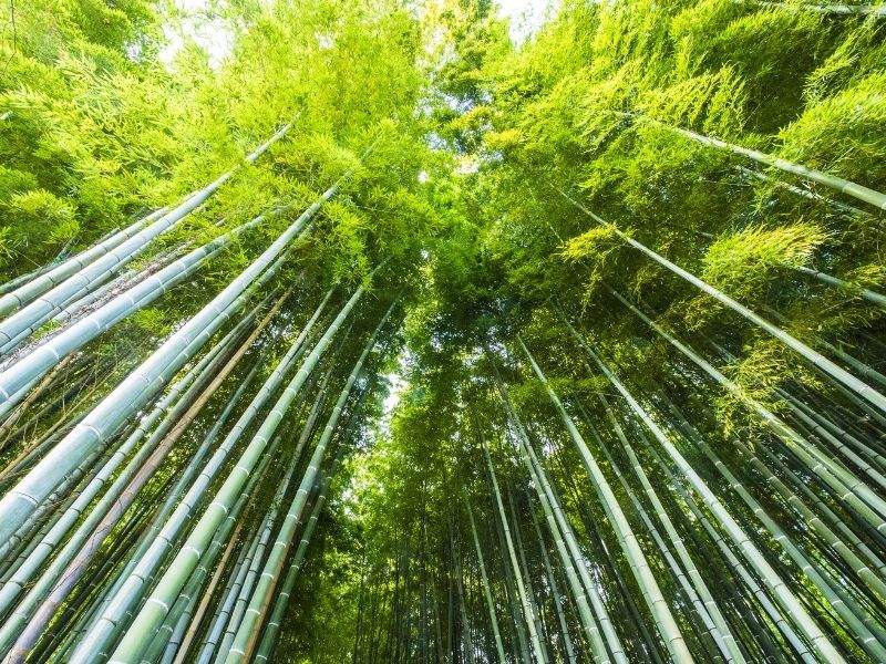 Bambus Bäume