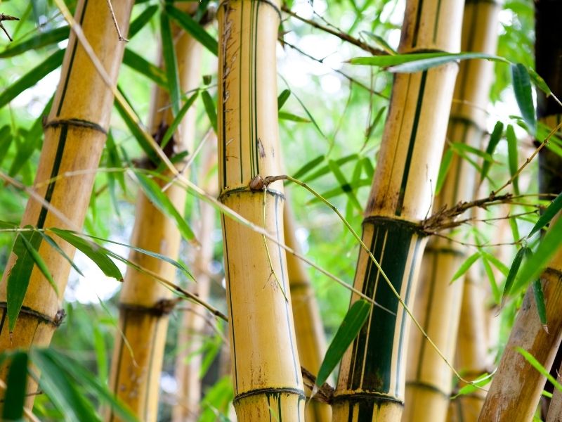 Bambus in der Nahaufnahme