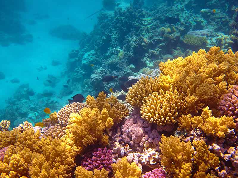 Upcycling Korallenriff