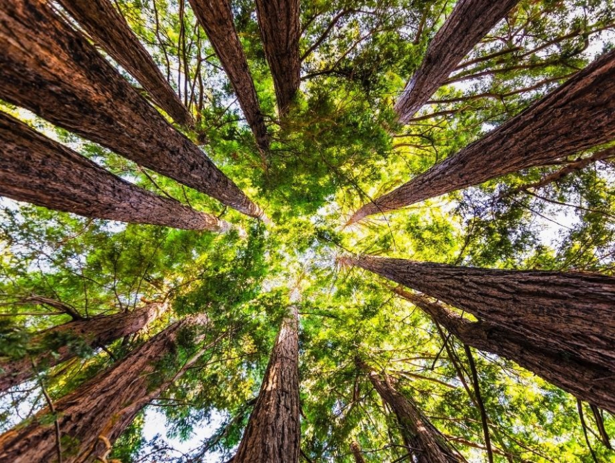 Wie funktioniert ein nachhaltiger Wald?