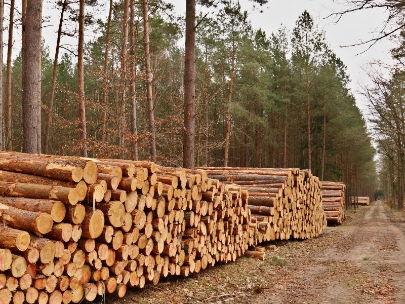 Holz nach Qualität gestapelt - nachhaltiger Wald